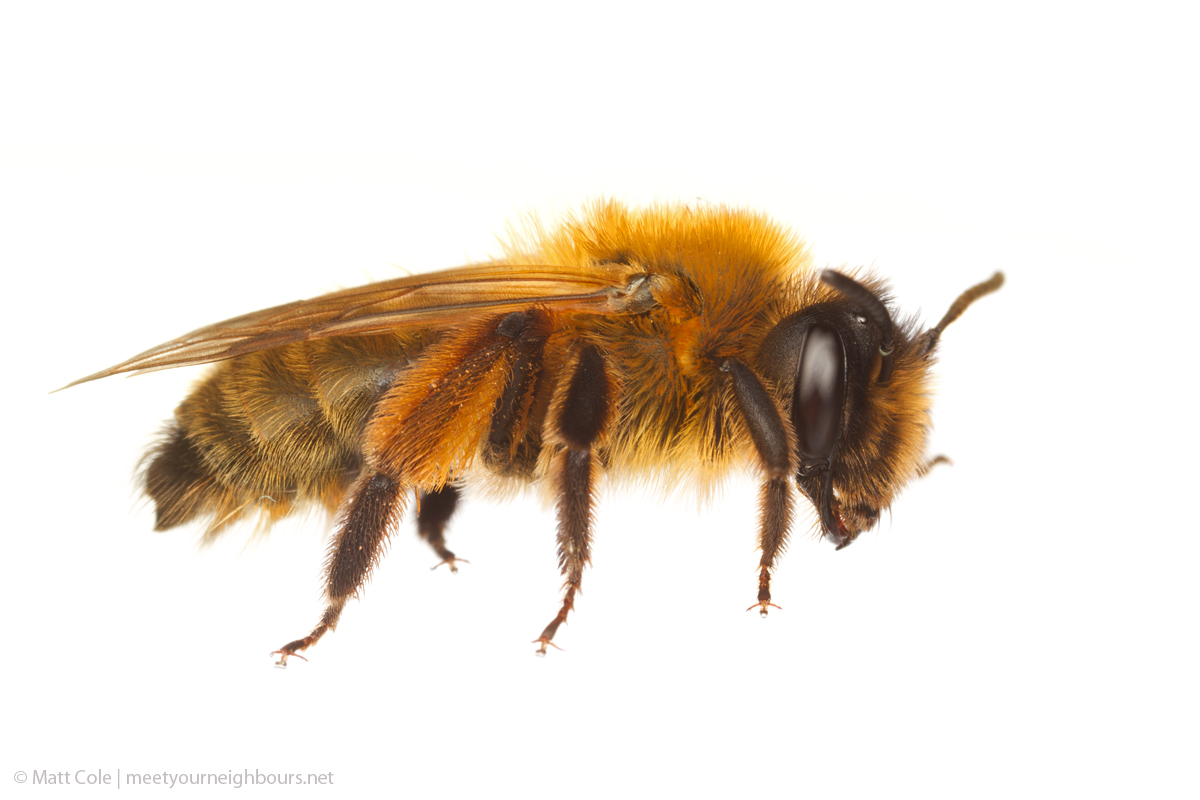 MYN Andrena nigroaenea